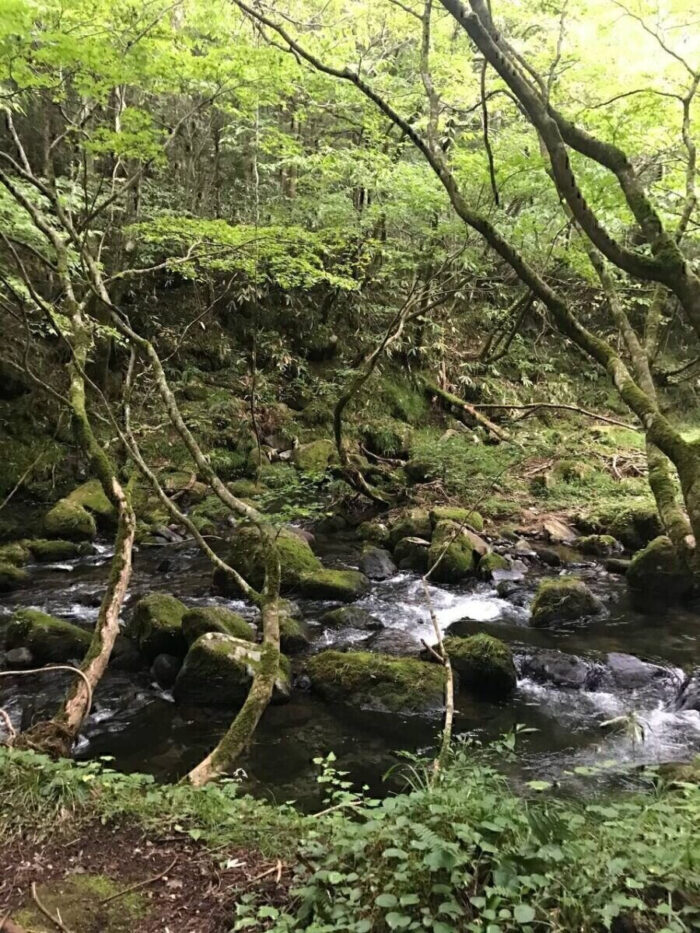 タロット占い「フォーチュン ヒーリング ™」公式ブログ 山形県 鶴岡市 | 元滝伏流水 天然石パワーストーン浄化