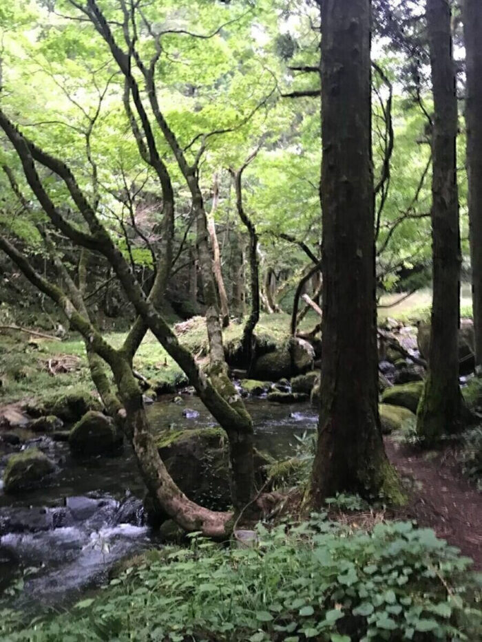 タロット占い「フォーチュン ヒーリング ™」公式ブログ 山形県 鶴岡市 | 元滝伏流水 天然石パワーストーン浄化