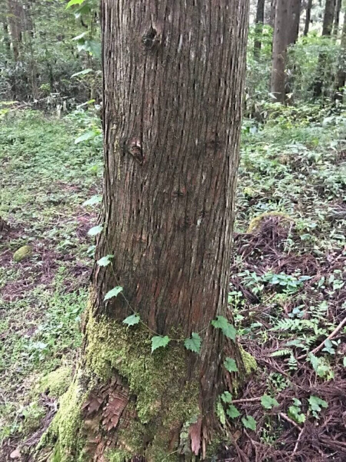 タロット占い「フォーチュン ヒーリング ™」公式ブログ 山形県 鶴岡市 | 元滝伏流水 天然石パワーストーン浄化