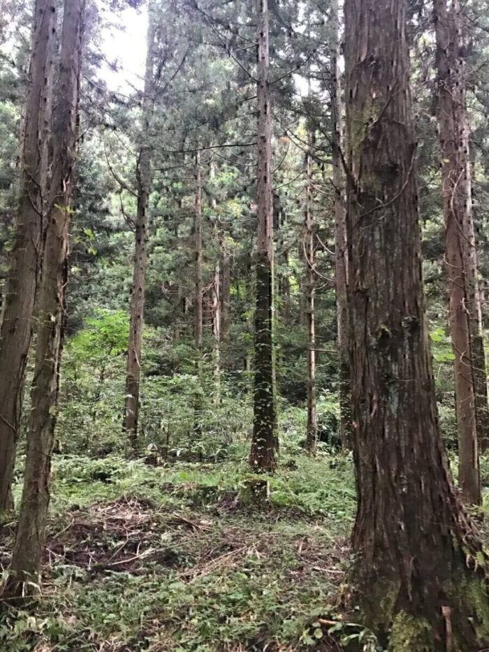 タロット占い「フォーチュン ヒーリング ™」公式ブログ 山形県 鶴岡市 | 元滝伏流水 天然石パワーストーン浄化