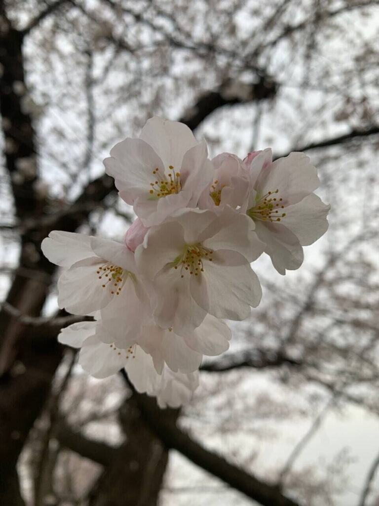 タロット占い「フォーチュン ヒーリング ™」公式ブログ 山形県 鶴岡市 | 桜の名所 秋田県 角館 武家屋敷 パワースポットめぐり