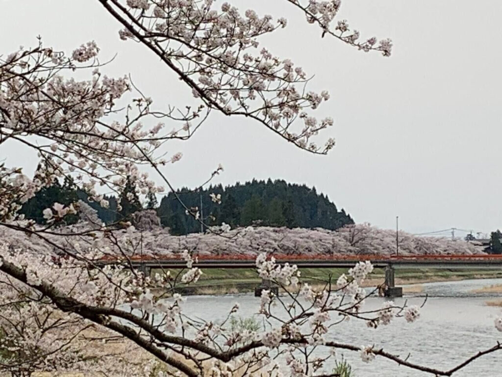 タロット占い「フォーチュン ヒーリング ™」公式ブログ | 桜の名所 秋田県 角館 武家屋敷 パワースポットめぐり