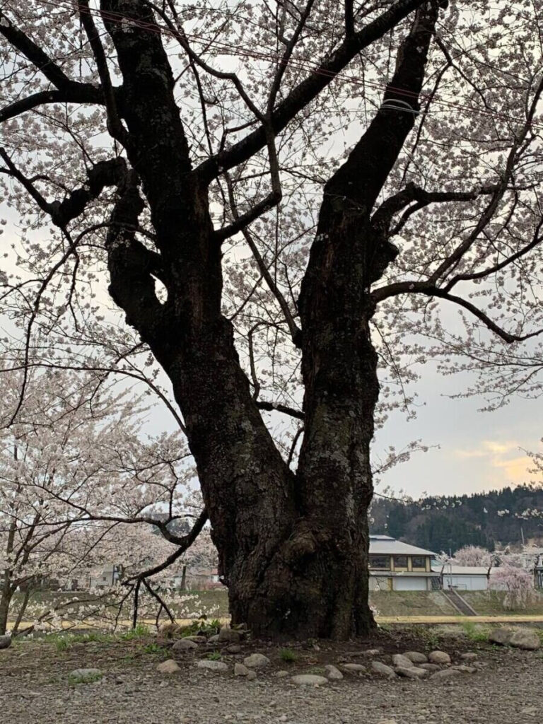 タロット占い「フォーチュン ヒーリング ™」公式ブログ | 桜の名所 秋田県 角館 武家屋敷 パワースポットめぐり