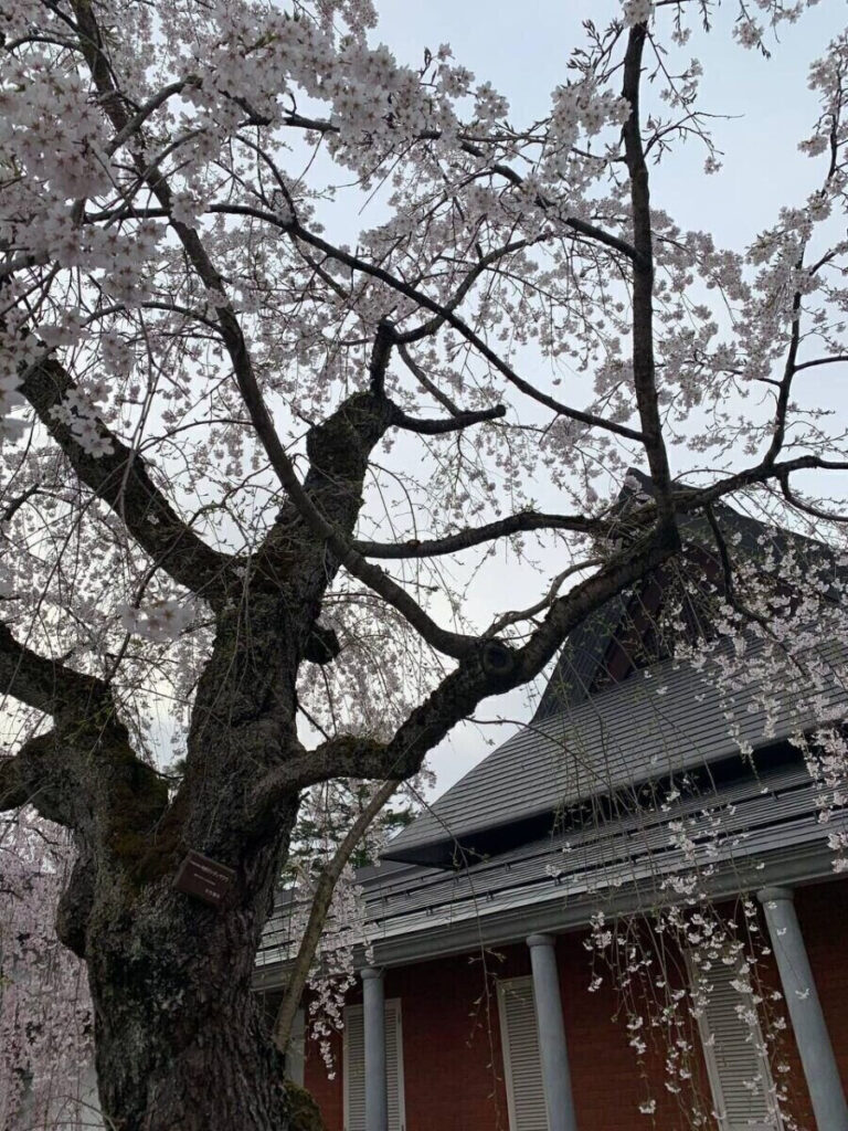 タロット占い「フォーチュン ヒーリング ™」公式ブログ 山形県 鶴岡市 | 桜の名所 秋田県 角館 武家屋敷 パワースポットめぐり