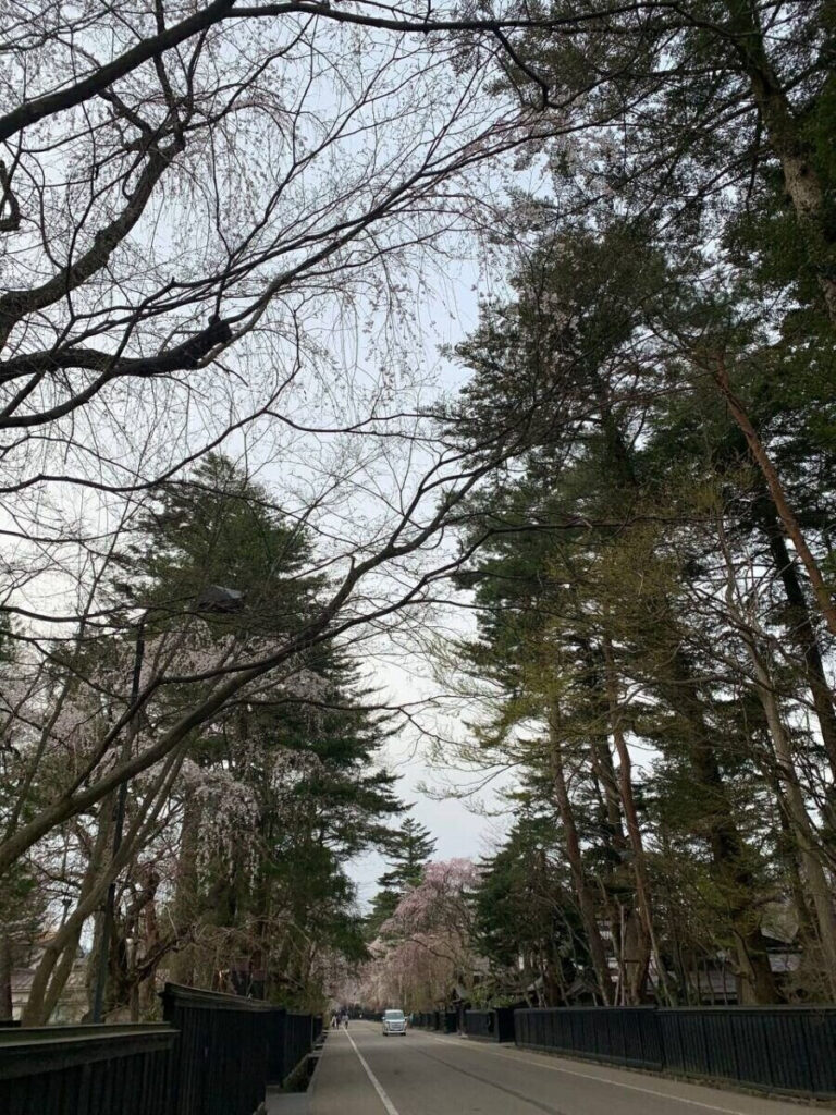 タロット占い「フォーチュン ヒーリング ™」公式ブログ | 桜の名所 秋田県 角館 武家屋敷 パワースポットめぐり