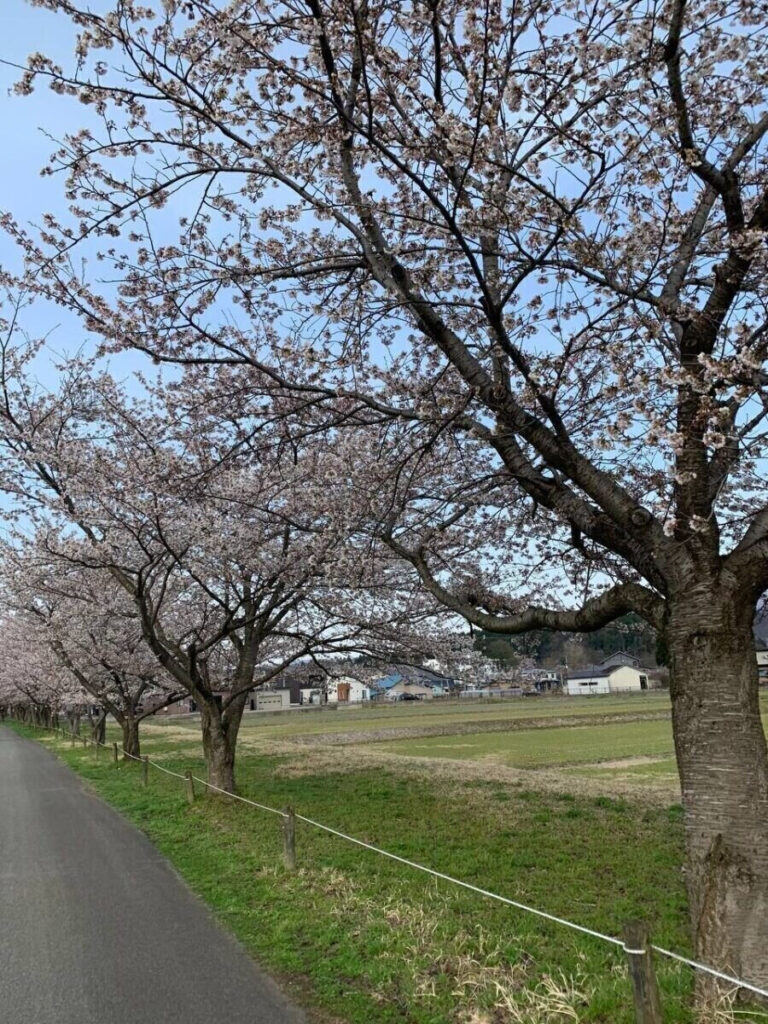 タロット占い「フォーチュン ヒーリング ™」公式ブログ | 桜の名所 秋田県 角館 武家屋敷 パワースポットめぐり