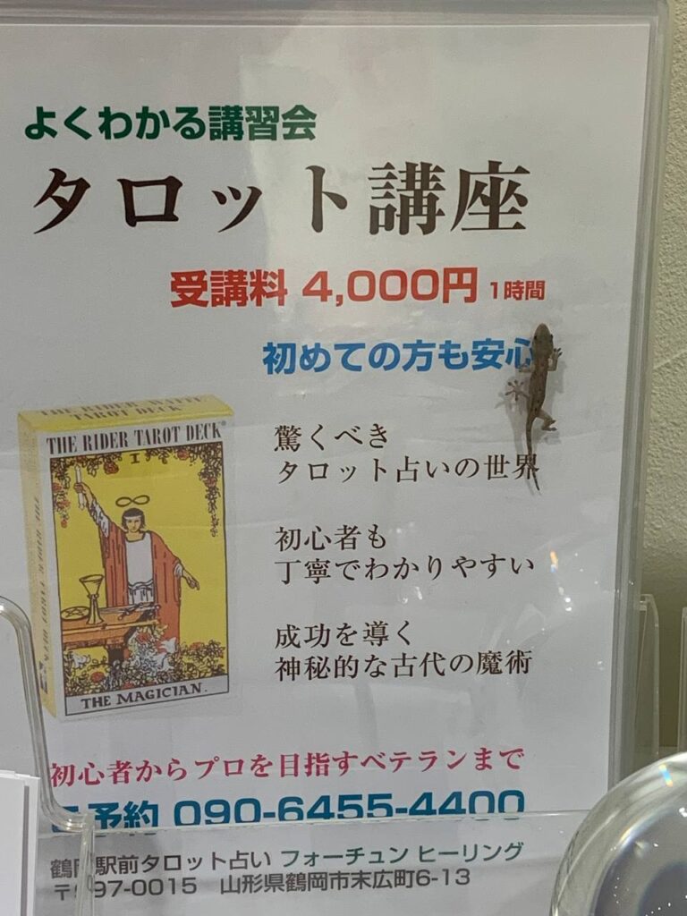 タロット占い「フォーチュン ヒーリング ™」公式ブログ 山形県 鶴岡市 | かわいいヤモリがタロット講習会を横切りました