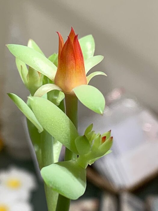タロット占い「フォーチュン ヒーリング ™」公式ブログ 山形県 鶴岡市 | ピーチプリデの花が咲く。感動の瞬間