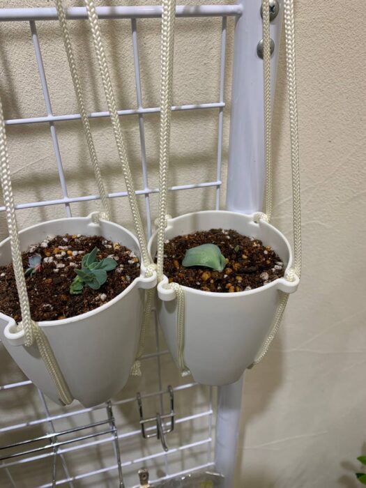 タロット占い「フォーチュン ヒーリング ™」公式ブログ 山形県 鶴岡市 | 多肉植物ピーチプリデがスクスク育つ快適な育成空間