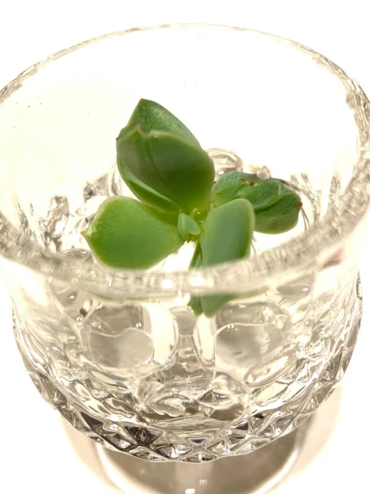 山形インフォメーション | 幸運を導く「クリスタル サキュレンツ™」（crystal succulents ™）多肉植物