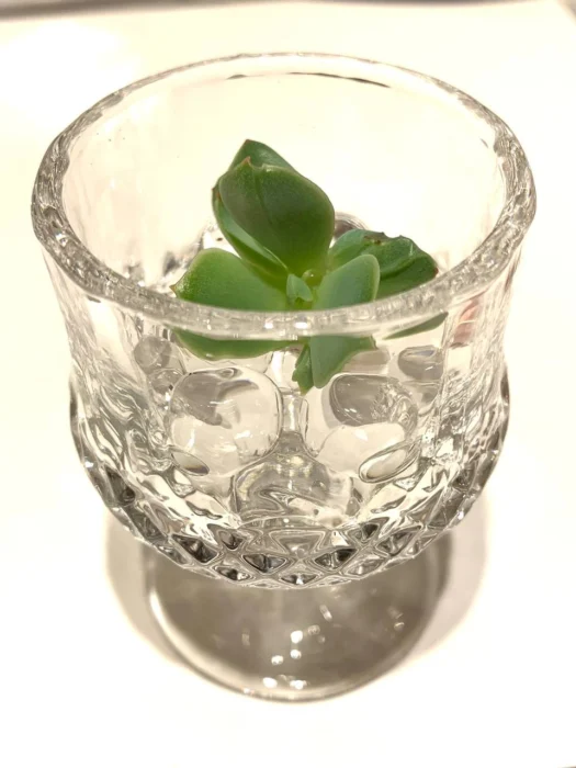 山形インフォメーション | 幸運を導く「クリスタル サキュレンツ™」（crystal succulents ™）多肉植物