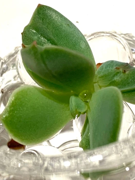 山形インフォメーション | 幸運を導く「クリスタル サキュレンツ™」（crystal succulents ™）多肉植物