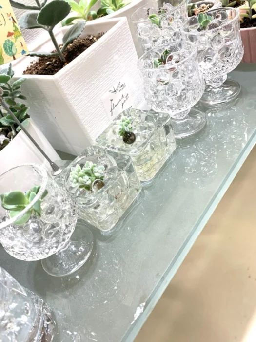 山形インフォメーション | 幸運を導く「クリスタル サキュレンツ™」（crystal succulents ™）多肉植物