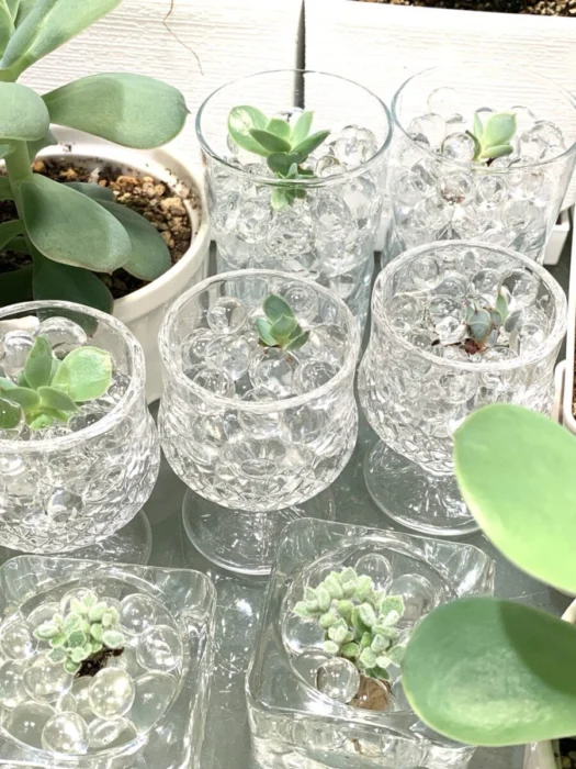 山形インフォメーション | 幸運を導く「クリスタル サキュレンツ™」（crystal succulents ™）多肉植物